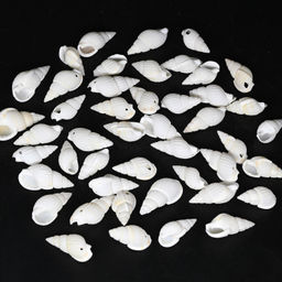 Ракушки природные "Риссоа белая" 8*20мм, 25г Радуга камня