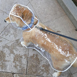 Дождевик для мелких пород собак "KOMFORT", прозрачный, р M