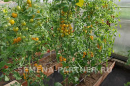 Томат Черри Краски - Партнер фото 7