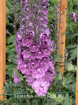 Дельфиниум Пинк Пунш - Партнер фото 3