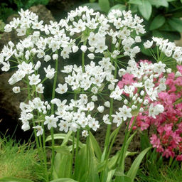 Лук декоративный Ковани