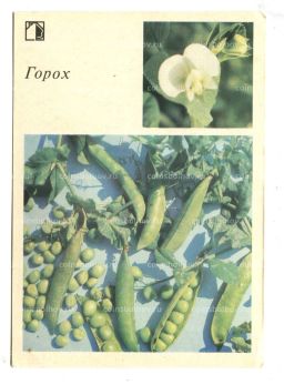 Открытка Горох