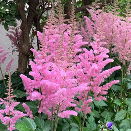 Астильба Hyazinth (Арендса) - Голландские луковицы фото 2