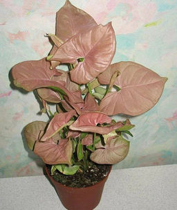 Сингониум Пинк неон - 1000корней фото 2