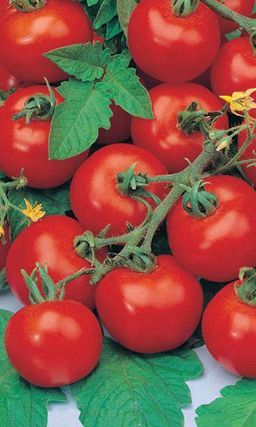 Томат ПРОФЕССИОНАЛ F1 Кистевой гибрид с феноменальной урожайностью! В каждой кисти до 15 плодов!