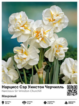 Нарцисс Sir Winston Churchill (Махровый) - Голландские луковицы фото 2