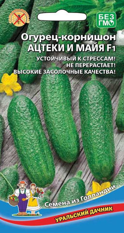 Огурец АЦТЕКИ И МАЙЯ F1 Устойчив к стрессам! Не перерастает! Высокие засолочные качества!