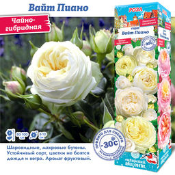 Роза Вайт Пиано (Чайно-гибридная) 1шт
