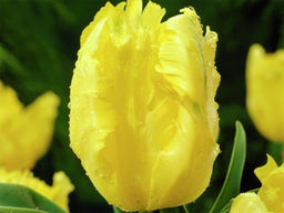 Тюльпан YOKO PARROT (Йокко Пэррот) - Долина роз фото 4