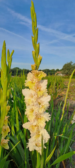 ГЛАДИОЛУС Сэра Фэрлесс Разбор 10/12 Кол-во упак., шт 10