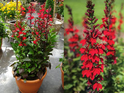 Лобелия прекрасная Фан Скарлет