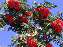 Рябина Алая крупная сладкоплодная (саженец с этикеткой) 1шт