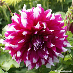 ГЕОРГИНА Ярра Фоллс Разбор I Кол-во упак., шт 1