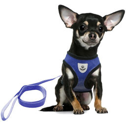 Цена за 2 шт. Шлейка с поводком 118см "Sweet puppy" размер L, цвет голубой