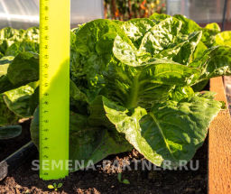 Салат кочанный Бернар - Партнер фото 6