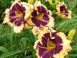 Лилейник Tiger Blood (Тайгер Блад) - Долина роз фото 2