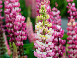 Люпин Шателейн