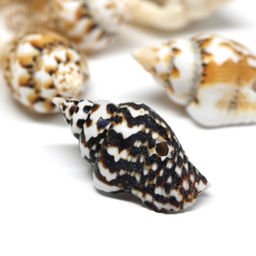 Ракушки природные "Триция сетчатая" 6*10мм, 10г Радуга камня