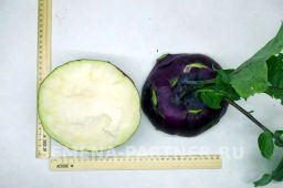 Капуста кольраби Виолета - Партнер фото 7