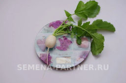 Редис Снежок - Партнер фото 3