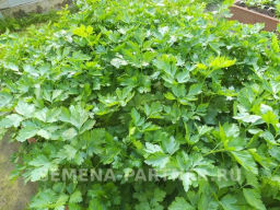 Петрушка листовая Итальянский гигант - Партнер фото 5