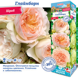 Роза Глайндборн (Шраб) 1шт
