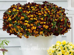 Виола ампельная Кул Вэйв Файер - Партнер фото 4