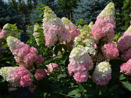 Гортензия метельчатая Fraise Melba (Фрайз Мельба)