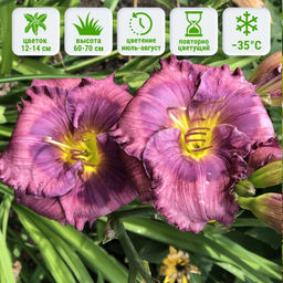 Лилейник Лавендер Блю Бэби