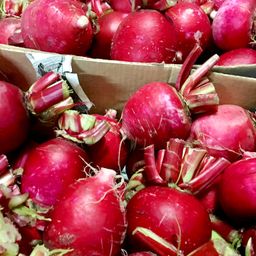 Японский Розовый Акадайкон — Ивакуни Ямагучи — 岩国赤大根 — Akadaikon Iwakuni Yamaguchi