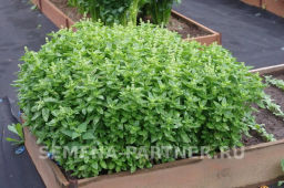 Базилик Мариан - Партнер фото 7