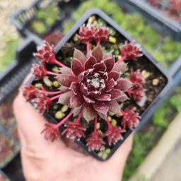 Молодило Хамелеон - Долина роз фото 4