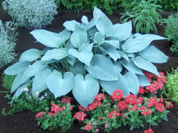 Хоста Канадиан Блю - Долина роз фото 2