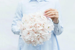 Гортензия древовидная соцветие (без стебля) - Светло-персиковый