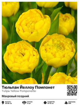 Тюльпан Yellow Pomponette (Махровый поздний) - Голландские луковицы фото 2