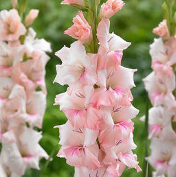 ГЛАДИОЛУС Адреналин Разбор 10/12 Кол-во упак., шт 10