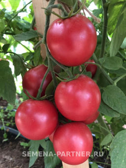 Томат Малиновый Земледелец - Партнер фото 8