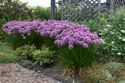 Аллиум Millenium (Лук декоративный) - Голландские луковицы фото 2