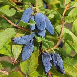 Жимолость сьедобная "Югана" 1 год ЗКС тара 0,5л