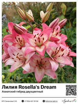Лилия Rosellas Dream (Азиатский гибрид, двухцветный)