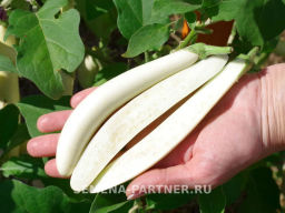 Баклажан Мотя - Партнер фото 4