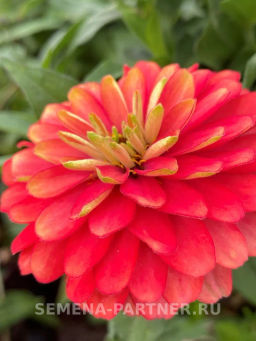 Цинния махровая Барышня-крестьянка Абрикосовый Джем - Партнер фото 5