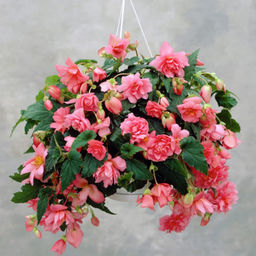БЕГОНИЯ Пендула Розовая Разбор 5/6 Кол-во упак., шт 3