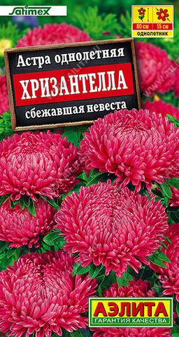 1997A Астра Хризантелла сбежавшая невеста 15шт