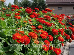 Цинния георгиновидная Сочные тропики Сангрия - Партнер фото 8