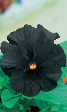 Виола ЧЁРНЫЙ КОРОЛЬ