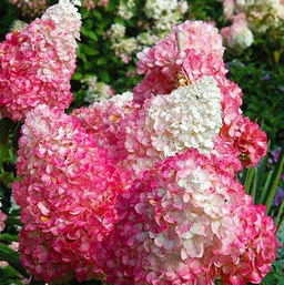 Гортензия метельчатая Пинк Леди - 7цветов фото 2