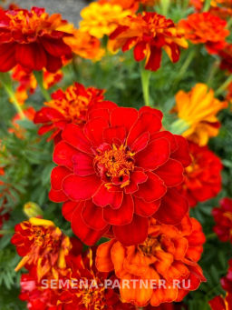 Бархатцы отклоненные Ромеро Рэд - Партнер фото 3