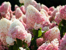 Гортензия метельчатая Summer Love (Саммер Лав)