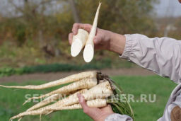 Петрушка корневая Алба - Партнер фото 4